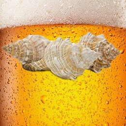 Protected Conch Shells Species Overharvesting Warnings Image