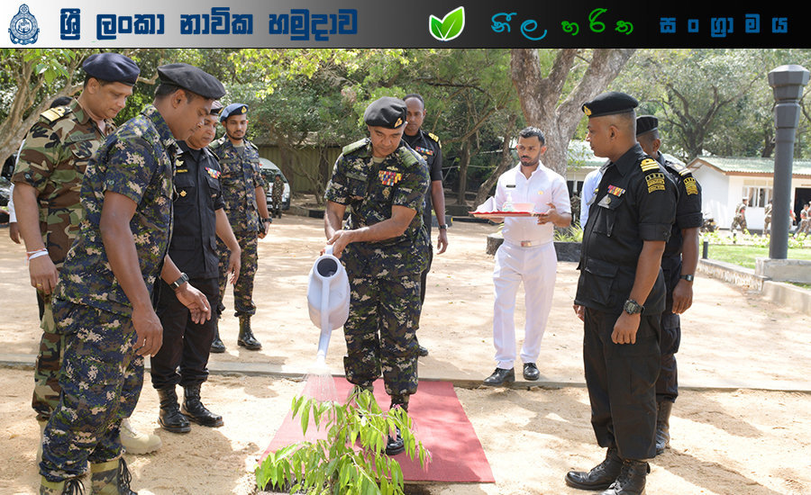 Tree Plantation 2