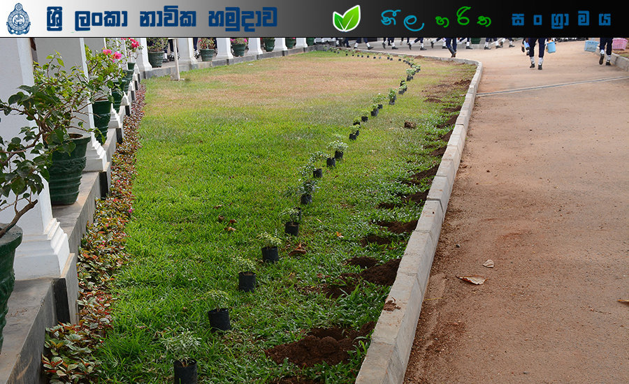 Tree Plantation 4